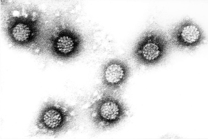 ヒトパピローマウイルス